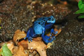 Image result for blauer baumsteiger