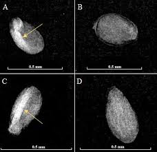 Attēlu rezultāti vaicājumam “Populus x petrowskyana”