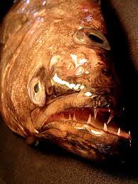 Image result for Reinhardtius hippoglossoides