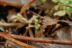 Attēlu rezultāti vaicājumam “Heyderia abietis”