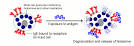 Histamine and Histamine Receptors