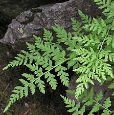 Attēlu rezultāti vaicājumam “Cystopteris fragilis”