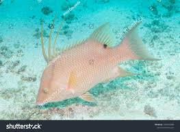 Image result for Lachnolaimus maximus