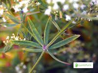 Attēlu rezultāti vaicājumam “Galium schultesii”