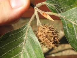 Attēlu rezultāti vaicājumam “Fagus sylvatica fruit”