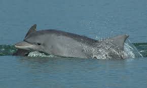 Image result for Tursiops truncatus