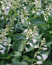Image result for Hosta sieboldiana 'Elegans'