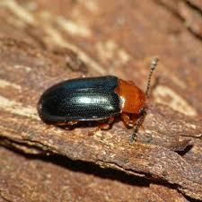 Attēlu rezultāti vaicājumam “Erotylidae”