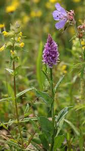 Attēlu rezultāti vaicājumam “Lathyrus sylvestris bud”