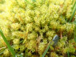 Attēlu rezultāti vaicājumam “Rhytidiadelphus squarrosus”