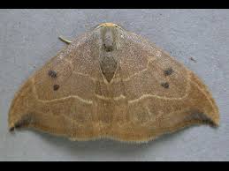 Attēlu rezultāti vaicājumam “Watsonalla binaria”