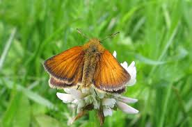Attēlu rezultāti vaicājumam “Thymelicus lineola male”