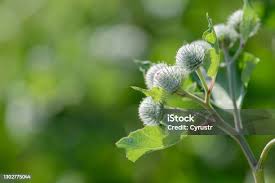 Attēlu rezultāti vaicājumam “Arctium lappa fruit”