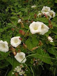 Attēlu rezultāti vaicājumam “Calystegia inflata flower”