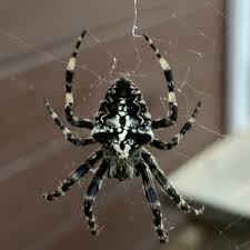 Attēlu rezultāti vaicājumam “Araneus angulatus”