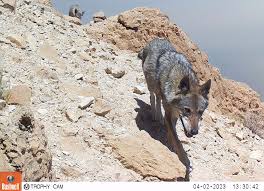 Image result for canis lupus arabs