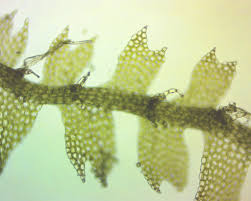 Attēlu rezultāti vaicājumam “Lophocolea”