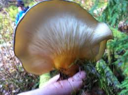 Attēlu rezultāti vaicājumam “Panellus serotinus”