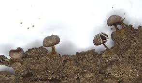 Attēlu rezultāti vaicājumam “Diderma radiatum plasmodium”