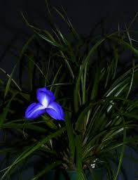 Image result for tillandsia umbellata