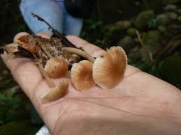 Attēlu rezultāti vaicājumam “Collybia sp.”