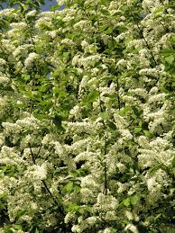 Attēlu rezultāti vaicājumam “Prunus serotina flower”