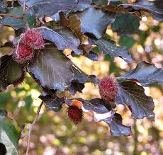 Attēlu rezultāti vaicājumam “Fagus sylvatica fo. purpurea fruit”