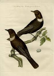 Image result for Turdus torquatus
