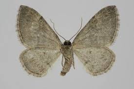 Attēlu rezultāti vaicājumam “Perizoma bifaciata”