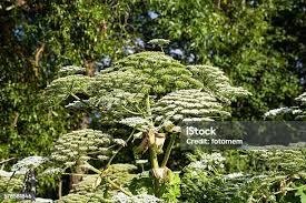 Attēlu rezultāti vaicājumam “Heracleum sosnowskyi leaf”