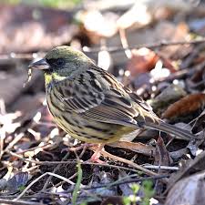 Image result for Emberiza spodocephala