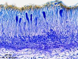 Attēlu rezultāti vaicājumam “Leptogium saturninum”