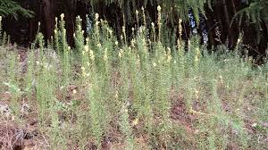 Attēlu rezultāti vaicājumam “Linaria vulgaris leaf”