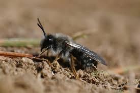 Attēlu rezultāti vaicājumam “Andrena vaga”