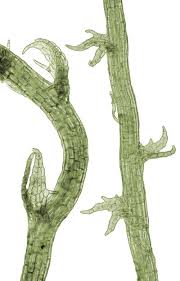 Attēlu rezultāti vaicājumam “Cephaloziella elachista”