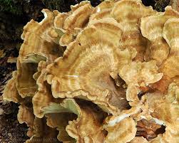 Attēlu rezultāti vaicājumam “Bondarzewia mesenterica”