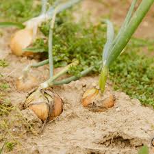 Image result for Zwiebeln