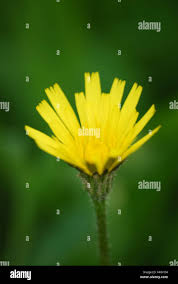 Attēlu rezultāti vaicājumam “Hieracium murorum bud”