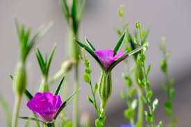 Image result for Kornrade