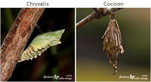 Attēlu rezultāti vaicājumam “cocoon”