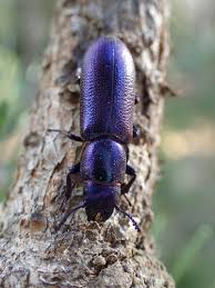 Attēlu rezultāti vaicājumam “Trogossitidae”
