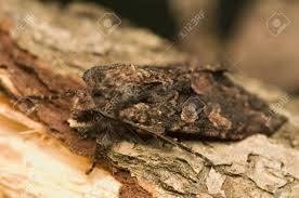 Attēlu rezultāti vaicājumam “Mniotype satura”