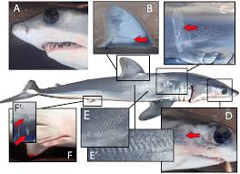 Image result for Isurus oxyrinchus