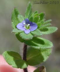 Attēlu rezultāti vaicājumam “Veronica arvensis flower”