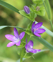 Attēlu rezultāti vaicājumam “Trioza dispar nymph”