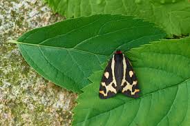 Attēlu rezultāti vaicājumam “Parasemia plantaginis”