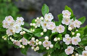 Attēlu rezultāti vaicājumam “Crataegus laevigata”