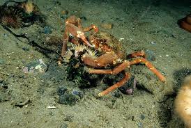 Image result for Hyas coarctatus