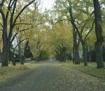 REFORESTING THE WOODS - City of Huntington Woods, Michigan