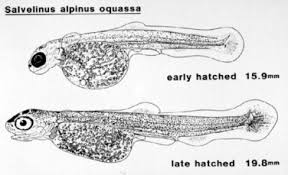 Image result for Salvelinus alpinus oquassa